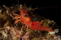 Bahamas Carib Dancer Luxury Liveaboard - Caribbean